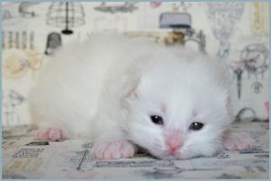 Male Siberian Kitten from Deedlebug Siberians